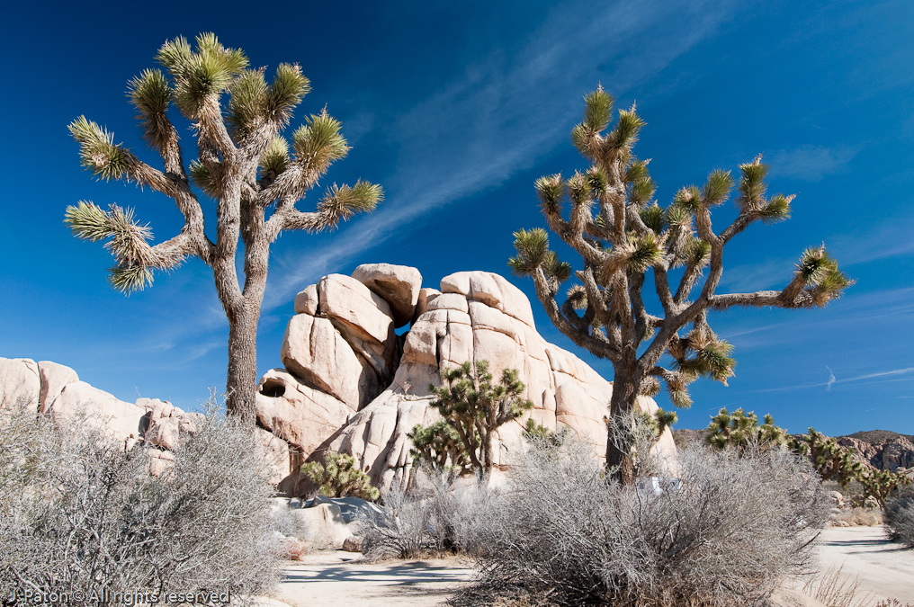Intersection Rock and Joshua Trees   Joshua Tree National Park, California