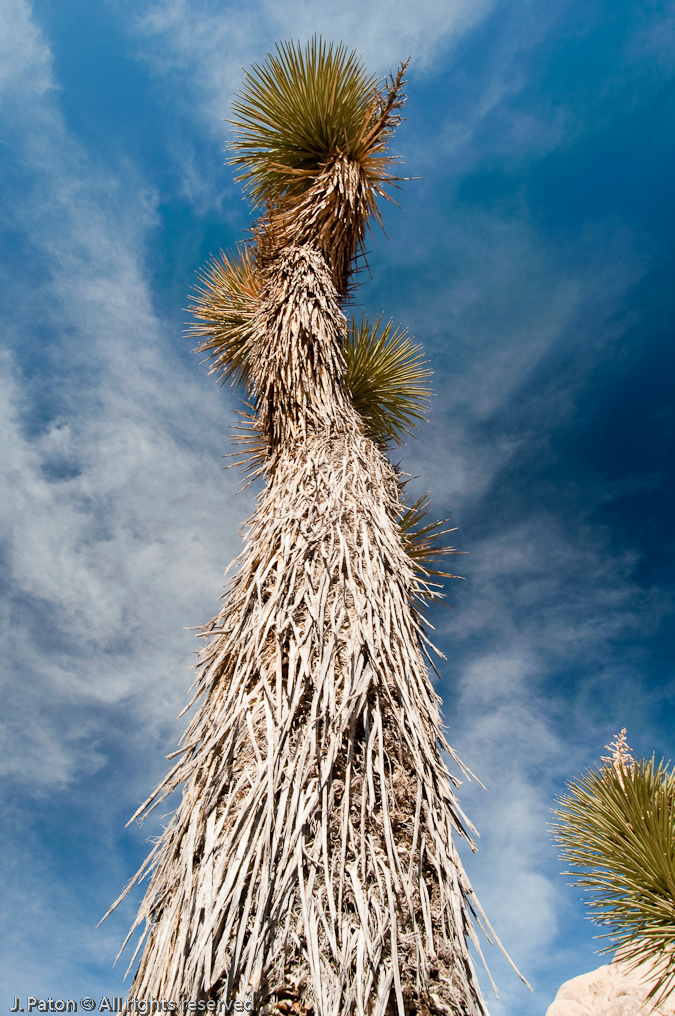 Joshua Tree Trunk   Joshua Tree National Park, California