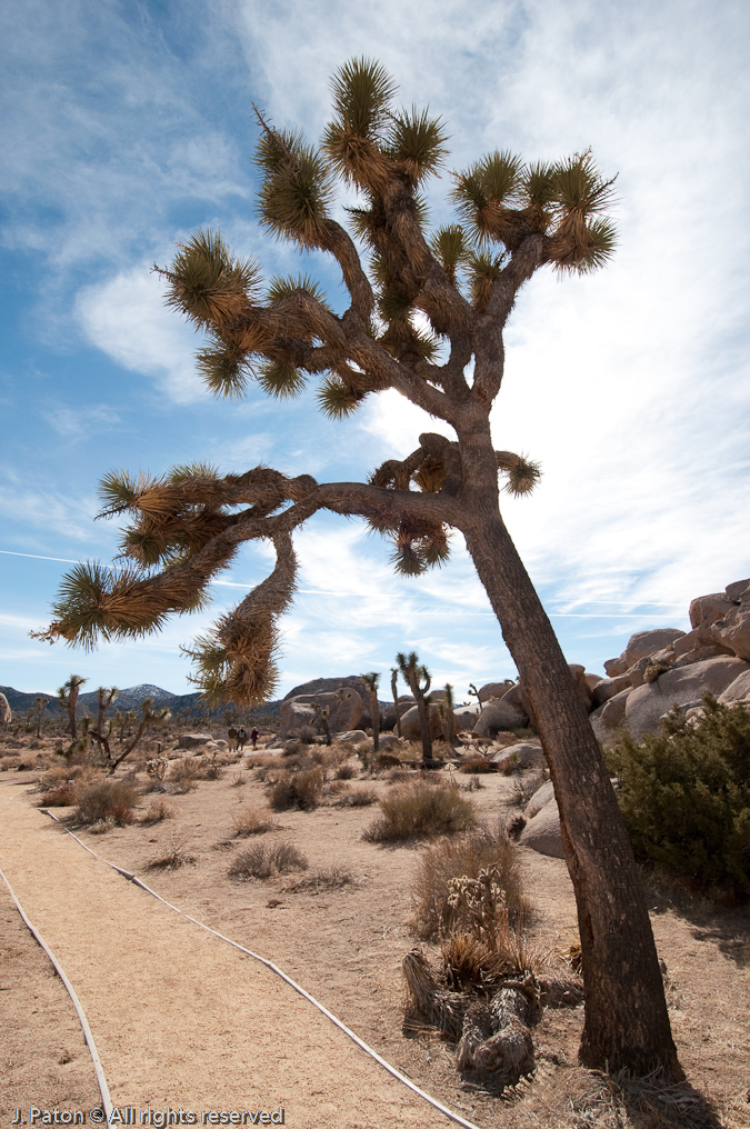 Cap Rock Nature Trail   Joshua Tree National Park, California