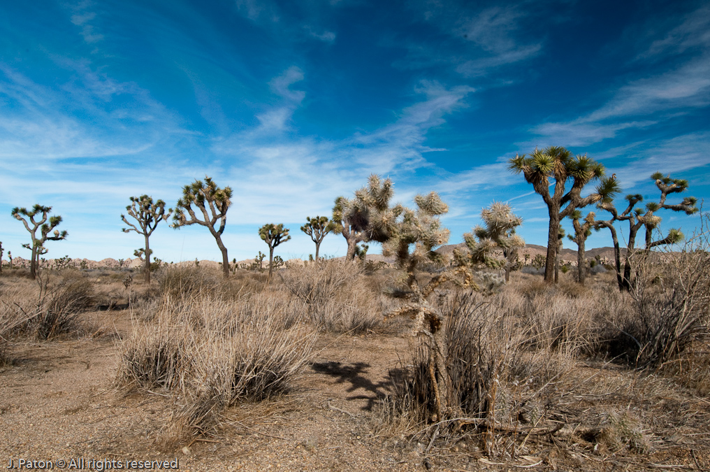 Cap Rock Nature Trail   Joshua Tree National Park, California