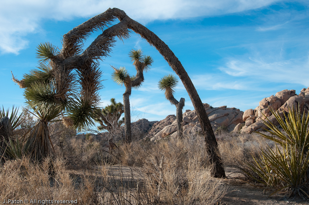 Joshua Tree Arch   Barker Dam Area, Joshua Tree National Park, California