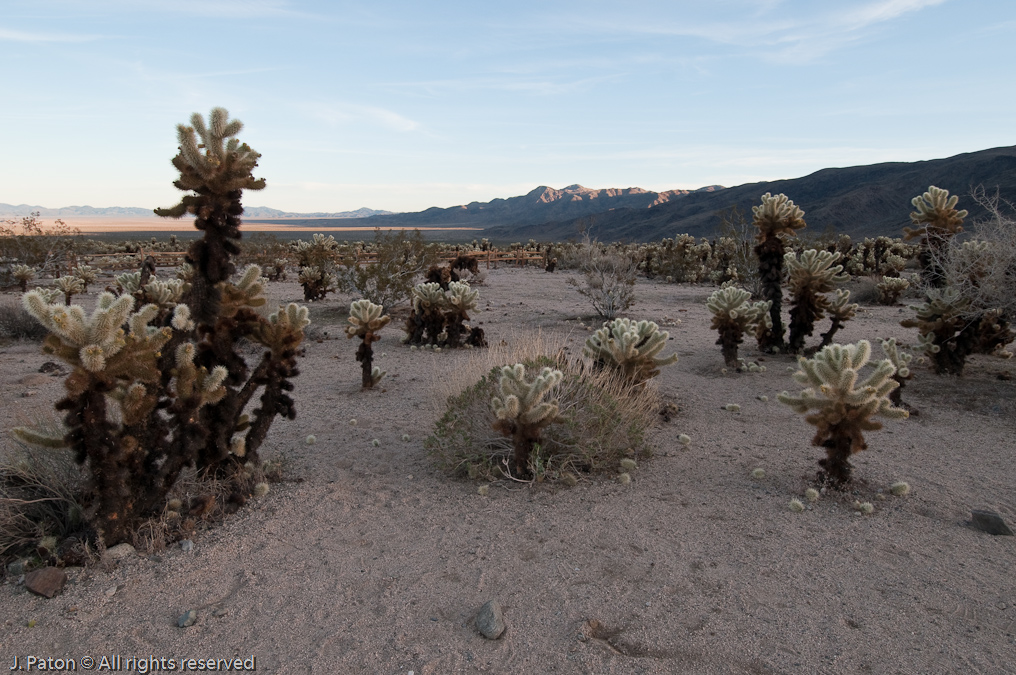 Cholla Cactus Garden   Joshua Tree National Park, California