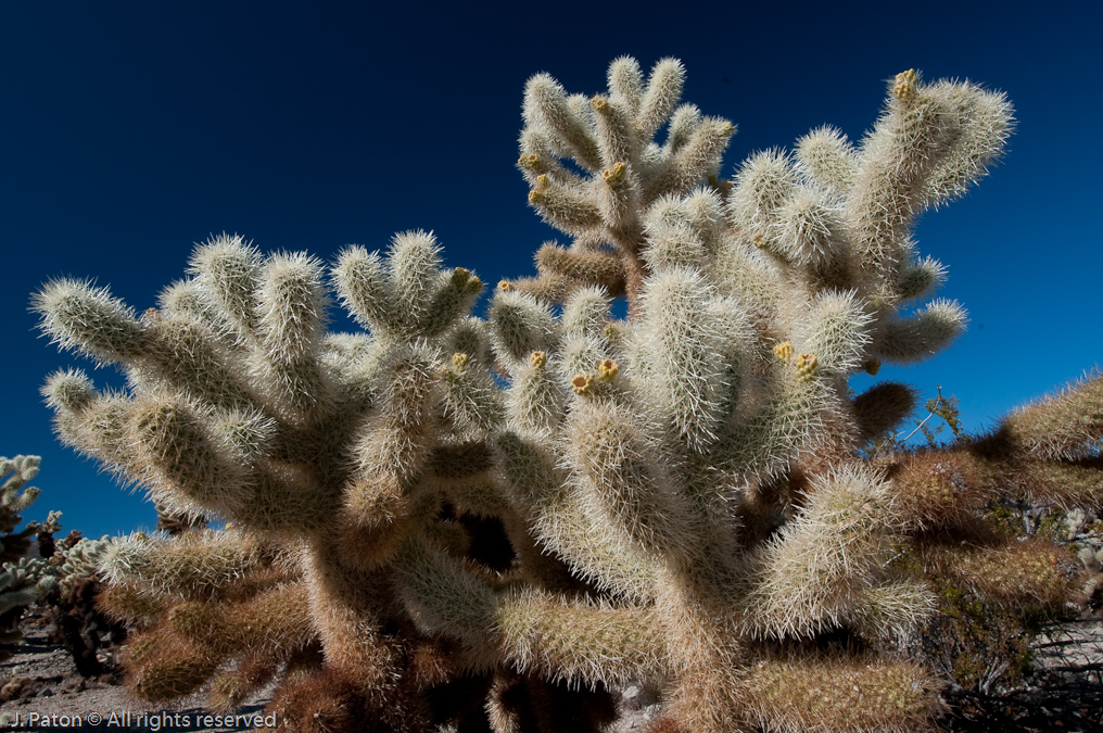 Cholla Cactus, Cholla Cactus Garden   Joshua Tree National Park, California