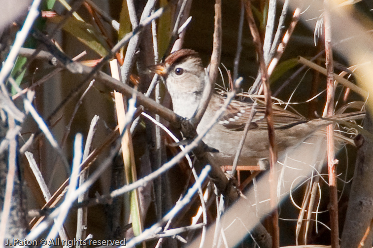 Hiding   Coachella Valley Preserve, California