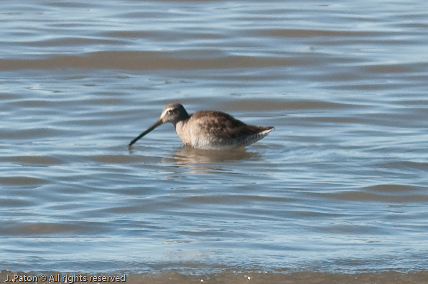 Shorebird   Rock Hill Trail, Sonny Bono Salton Sea National WIldlife Refuge, California