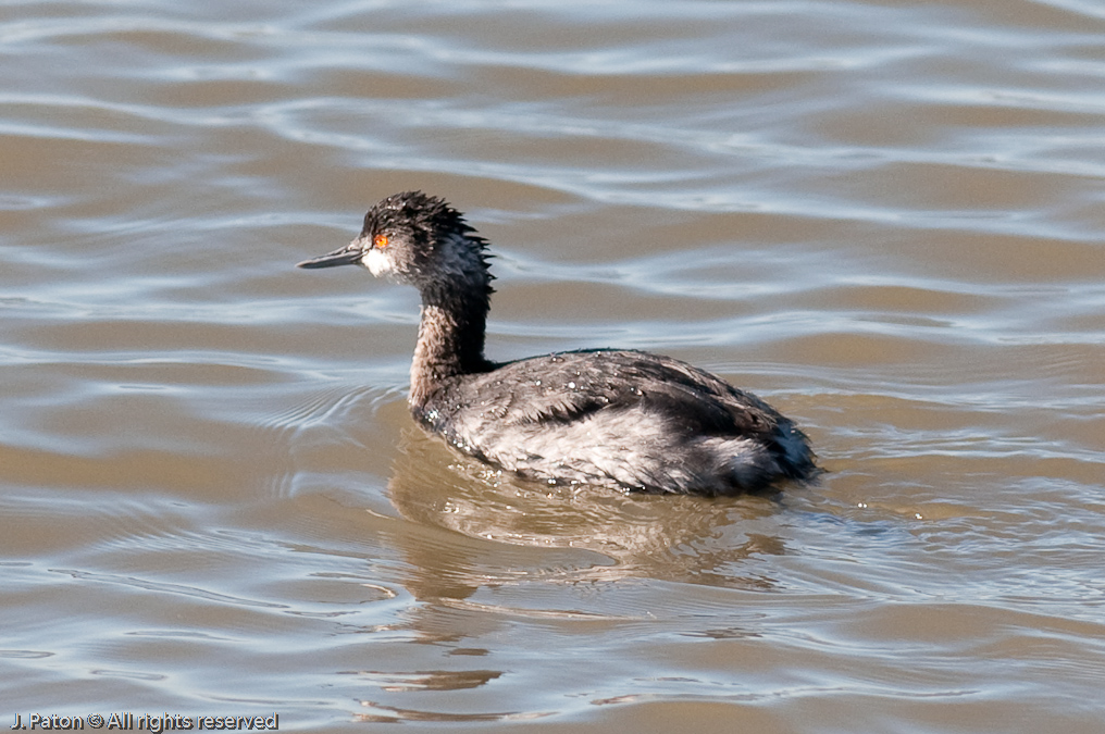 Eared Grebe?   Rock Hill Trail, Sonny Bono Salton Sea National WIldlife Refuge, California