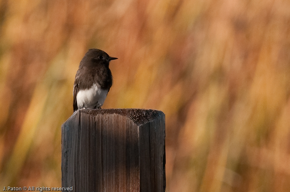 Unknown Bird   Unit 1 Area, Sonny Bono Salton Sea National WIldlife Refuge, California