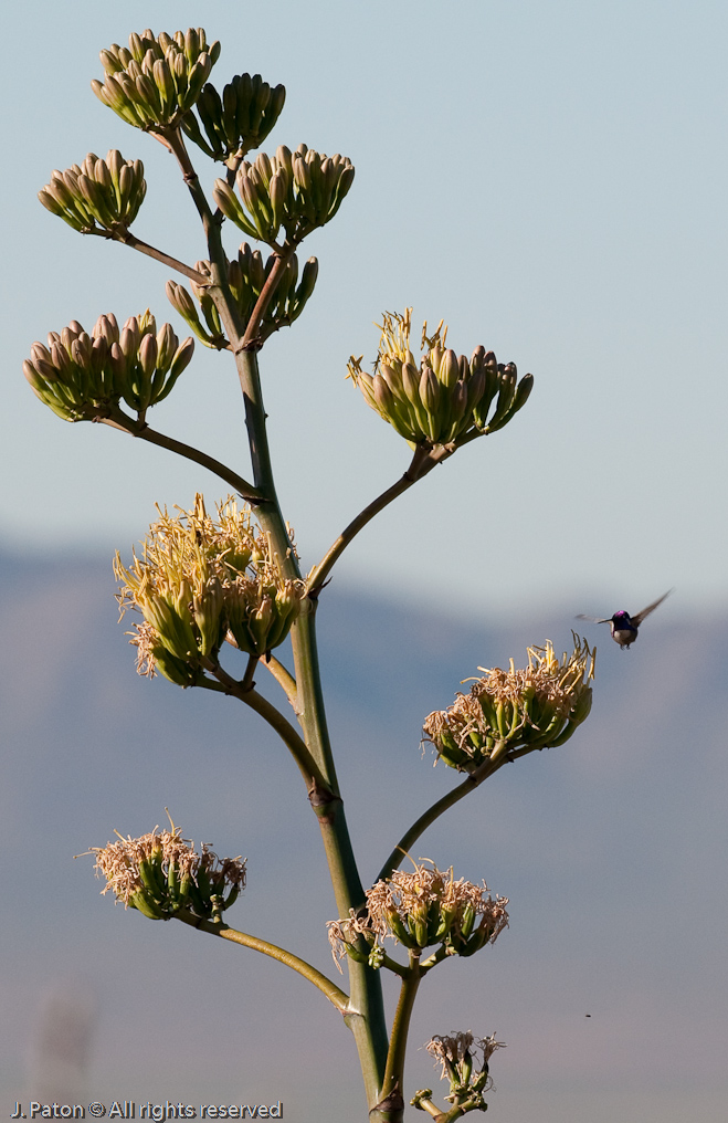 Costa's Hummingbird Feeding   Arizona-Sonora Desert Museum, Tucson, Arizona