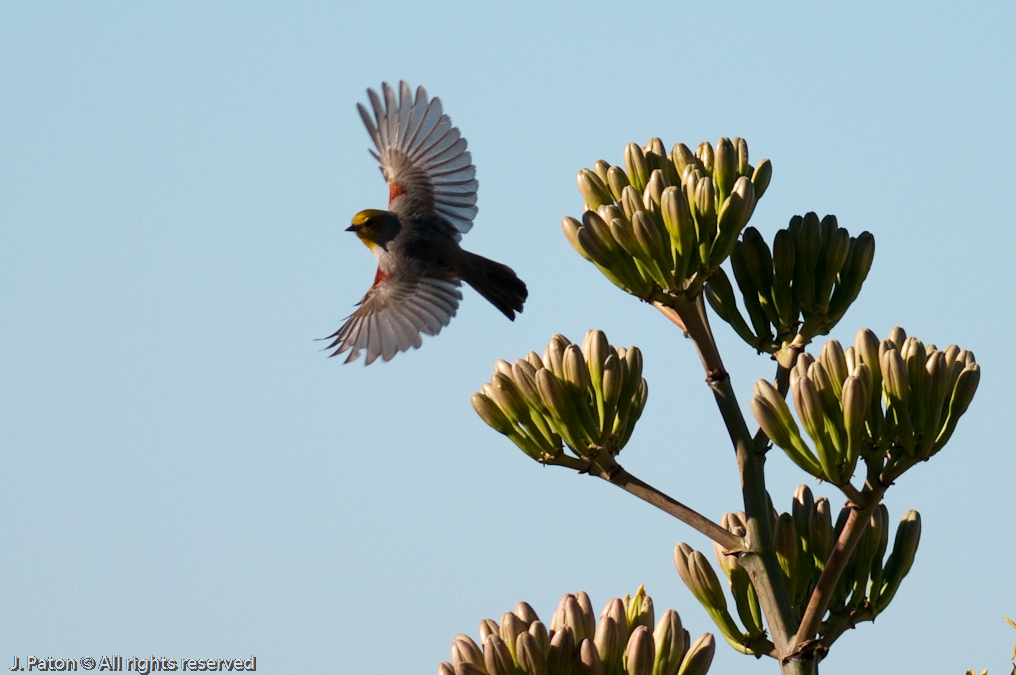 Northern Flicker   Arizona-Sonora Desert Museum, Tucson, Arizona