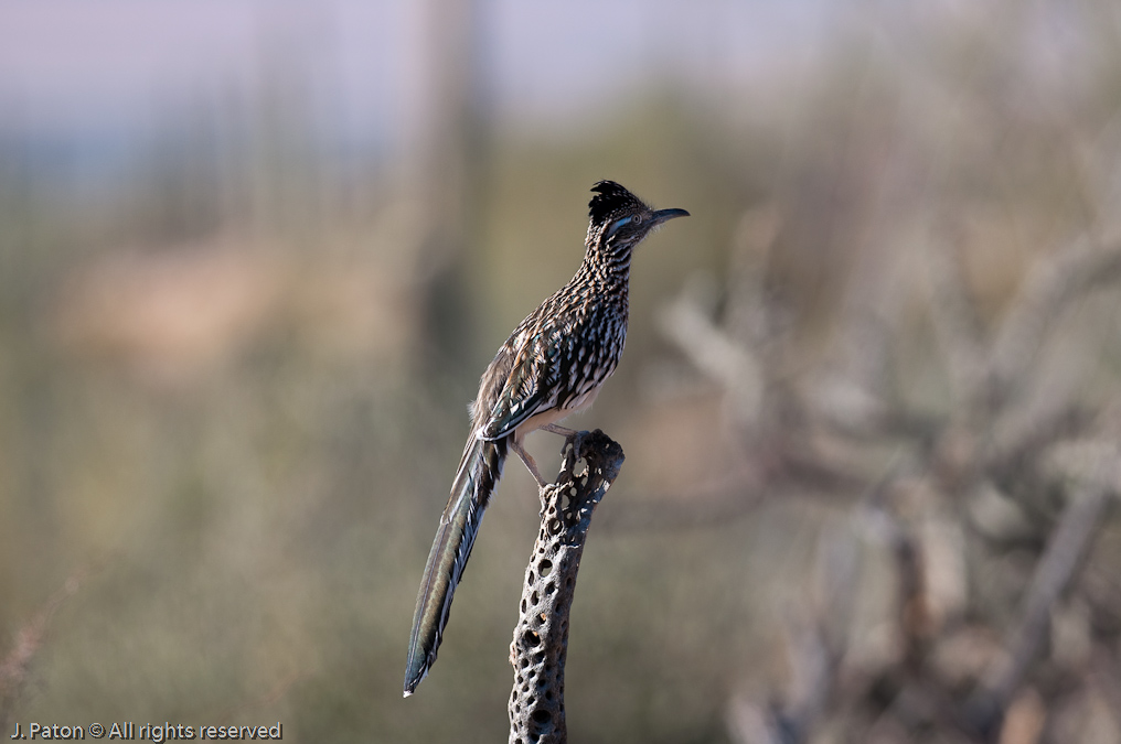 Roadrunner   Arizona-Sonora Desert Museum, Tucson, Arizona