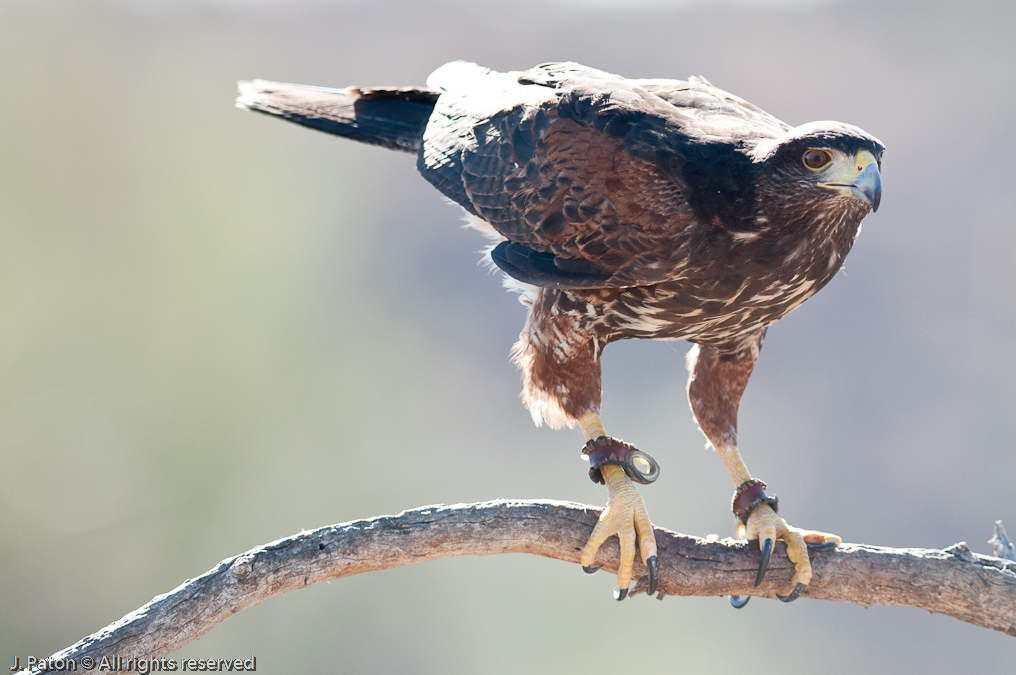 Harris Hawk   Arizona-Sonora Desert Museum, Tucson, Arizona