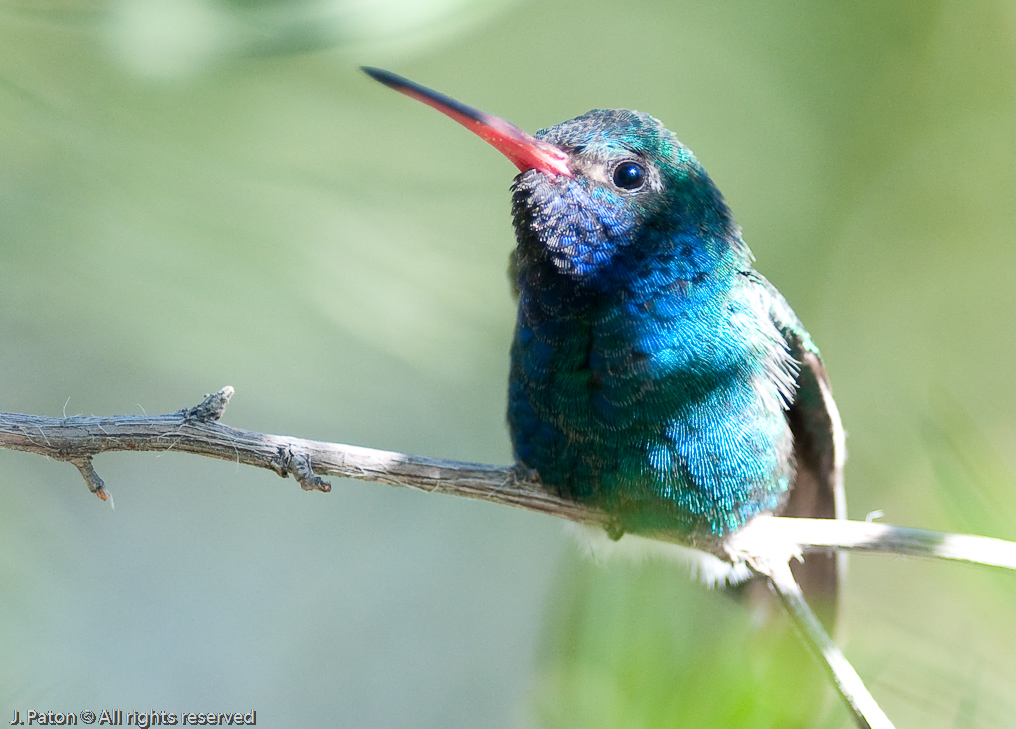 Broad-billed Hummingbird   Arizona-Sonora Desert Museum, Tucson, Arizona