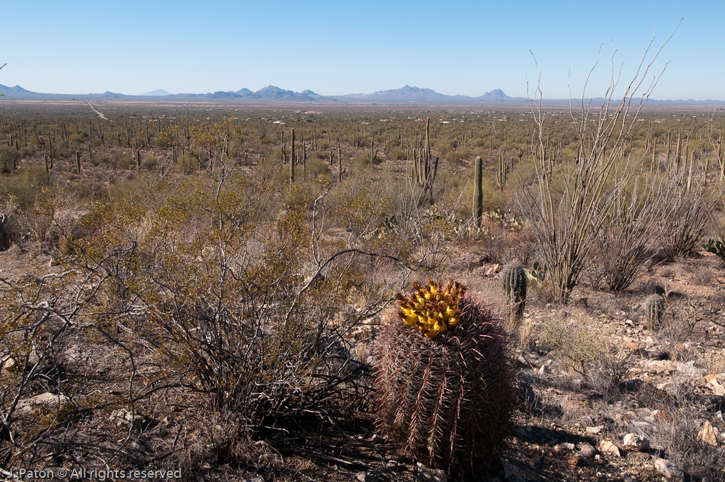 Signal Hill Trail   Saguaro National Park, Arizona