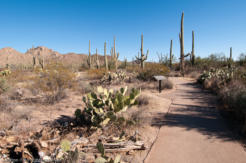 Discovery Nature Trail   Saguaro National Park, Arizona