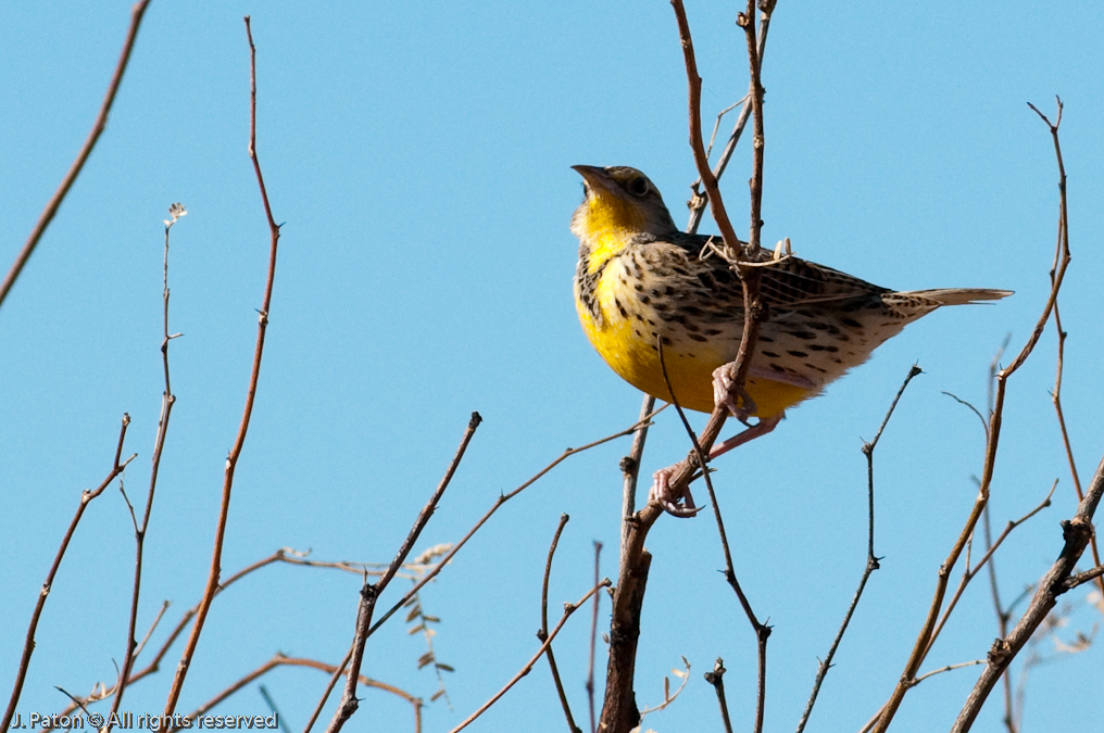 Western Meadowlark  