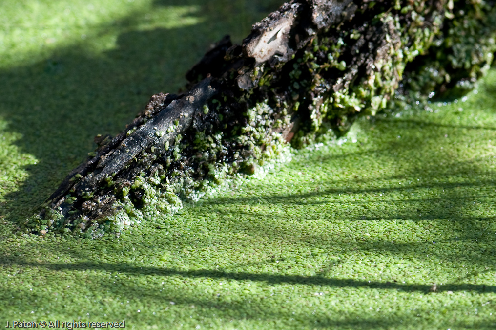 Something is Growing   Arivaca Cienega, Buenos Aires, National Wildlife Refuge, Arizona/Mexico Border