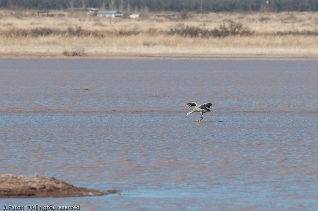 Sandhill Near Eagle   Whitewater Draw Wildlife Area, Arizona