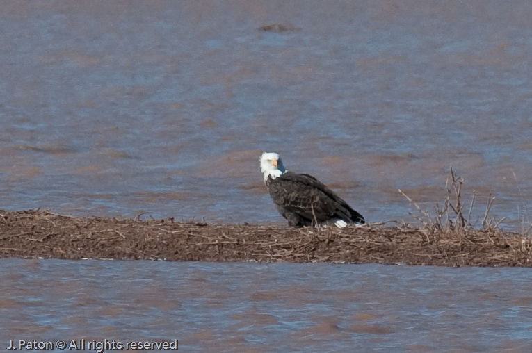 Eagle   Whitewater Draw Wildlife Area, Arizona