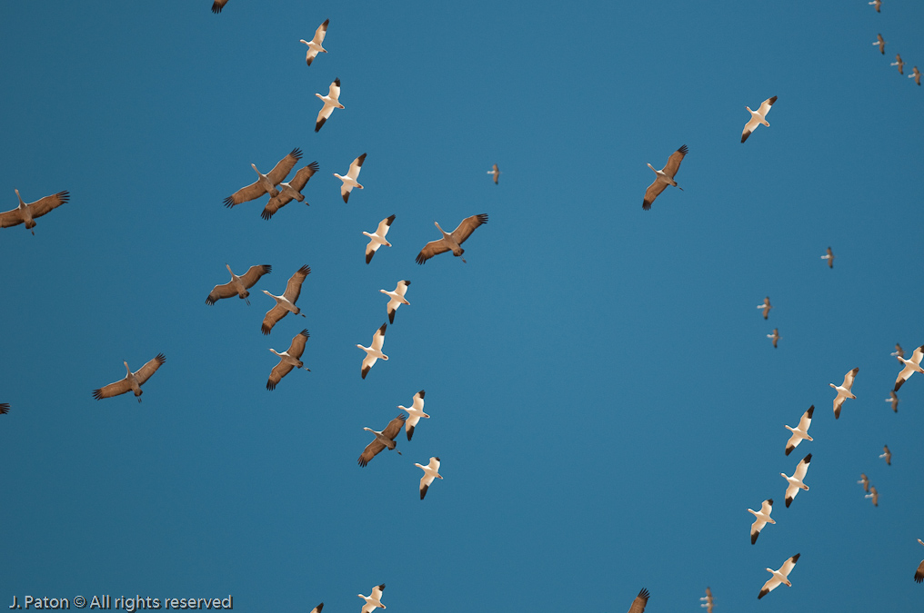 Sandhill Cranes and Geese Overhead   Whitewater Draw Wildlife Area, Arizona
