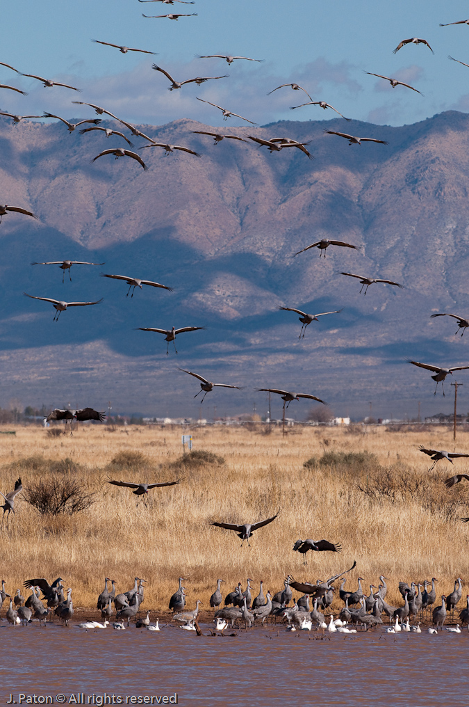 Returning   Whitewater Draw Wildlife Area, Arizona