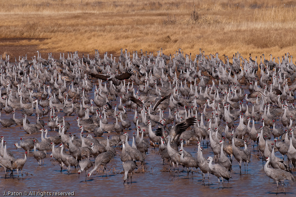 Maximum Sandhills   Whitewater Draw Wildlife Area, Arizona