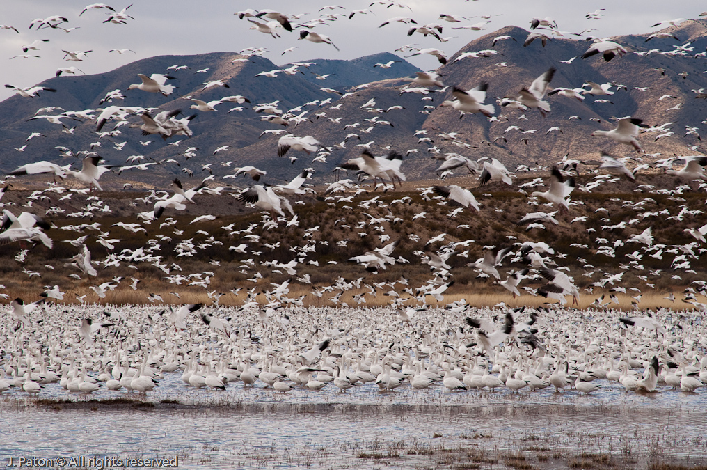Spooked   Bosque del Apache National Wildlife Refuge, New Mexico