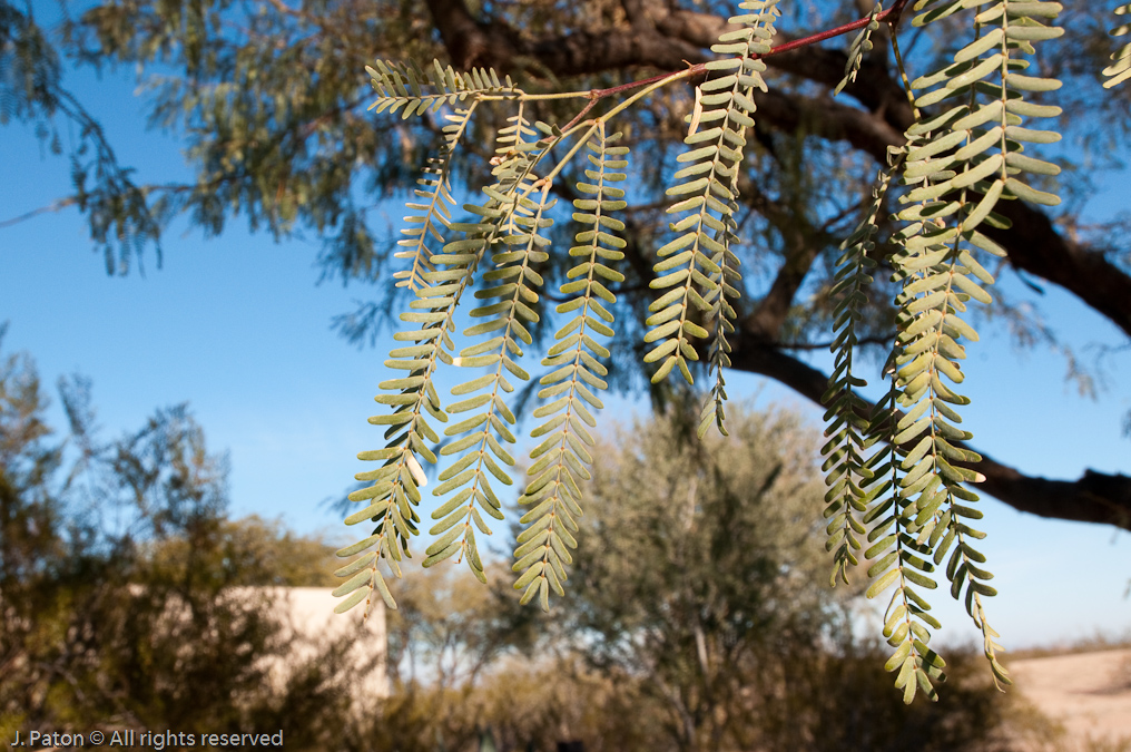 Velvet Mesquite   Casa Grande Ruins National Monument, Arizona