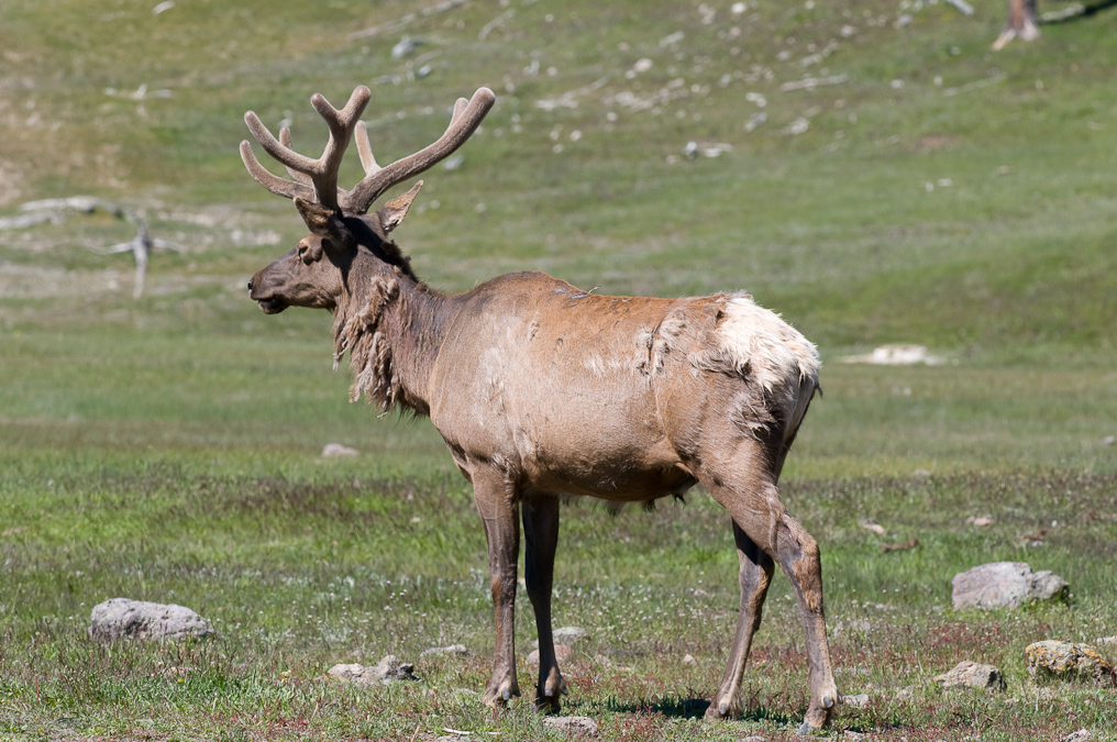 Elk  