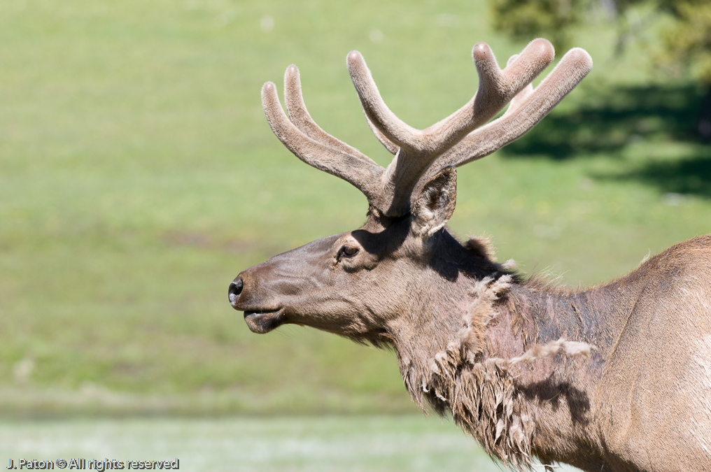 Elk   Yellowstone National Park
