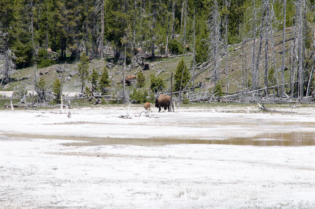 Bison   Upper Geyser Basin, Yellowstone National Park