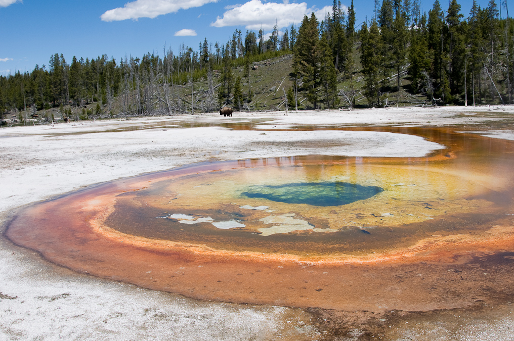 Bison Near Pool   Upper Geyser Basin, Yellowstone National Park