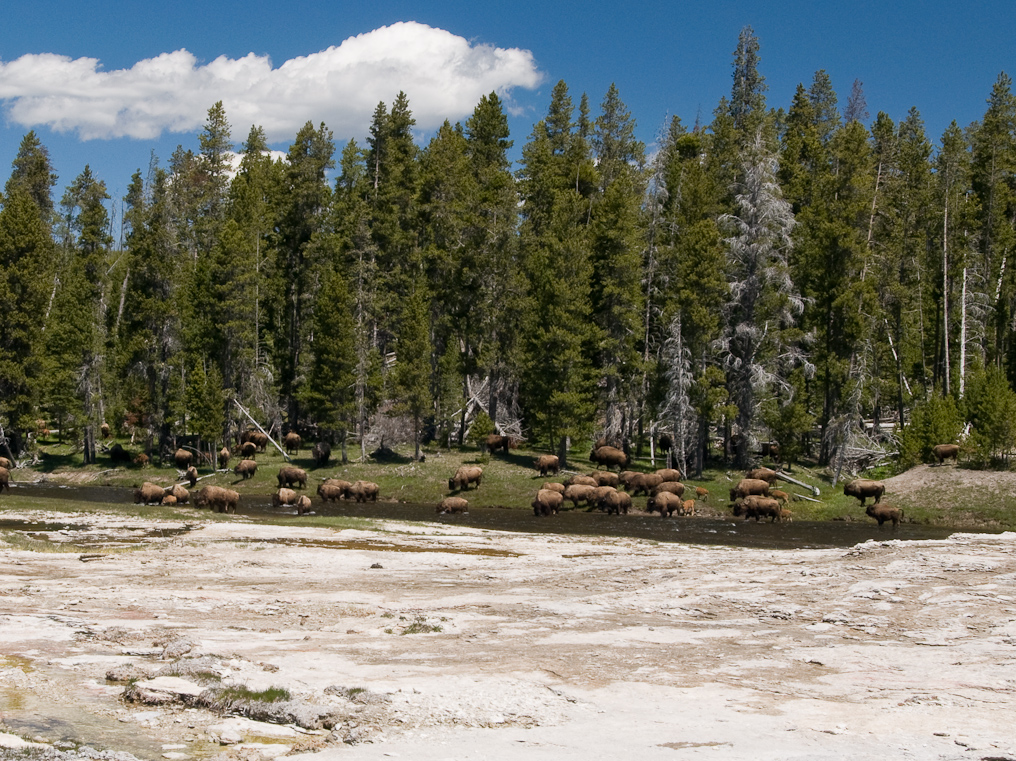    Upper Geyser Basin, Yellowstone National Park