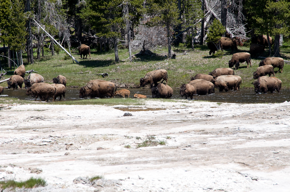 Herd Moves Across River   Upper Geyser Basin, Yellowstone National Park