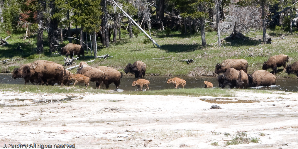 Bison Crossing FIrehole River   Upper Geyser Basin, Yellowstone National Park