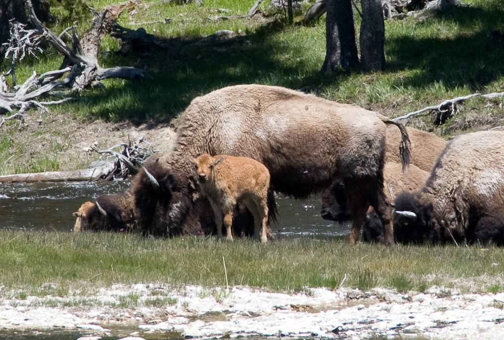 Baby Bison Keeping an Eye on Things   Upper Geyser Basin, Yellowstone National Park