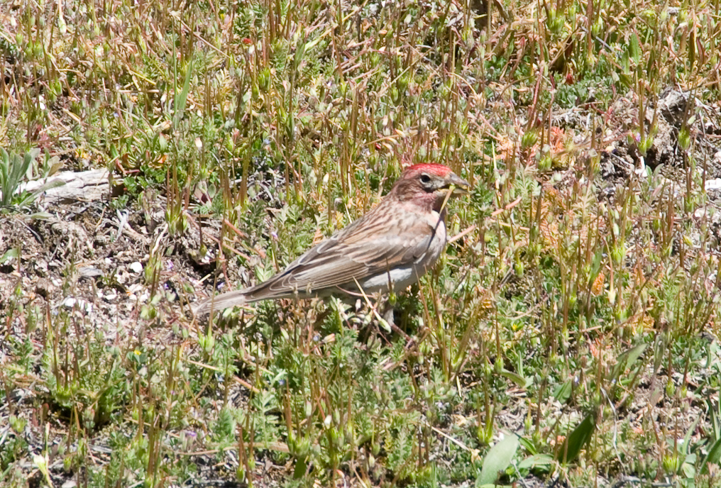 Cassin's Finch   Upper Geyser Basin, Yellowstone National Park