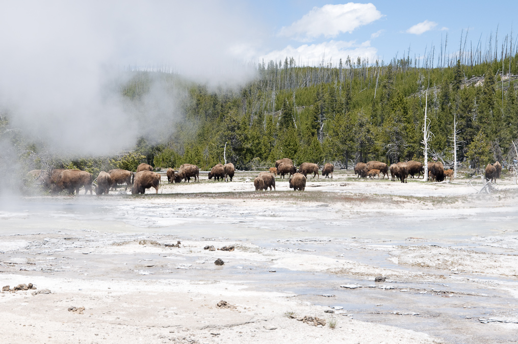 Bison Near Grotto Geyser   Upper Geyser Basin, Yellowstone National Park