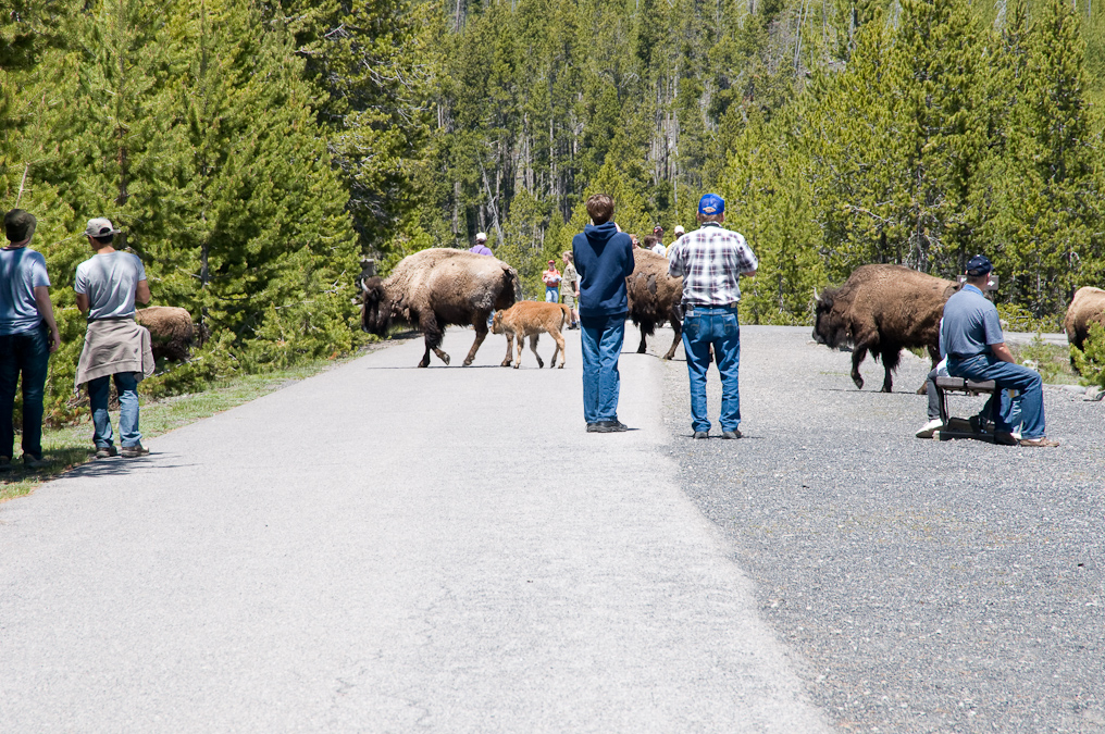 Bison Crossing   Upper Geyser Basin, Yellowstone National Park