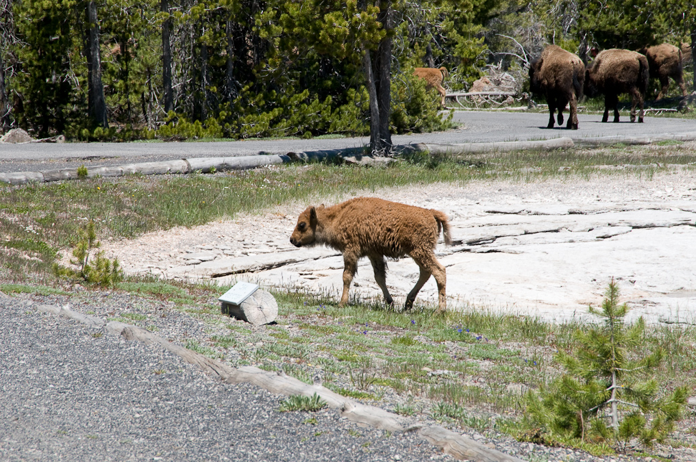 Baby Bison Trying to Keep Up   Upper Geyser Basin, Yellowstone National Park