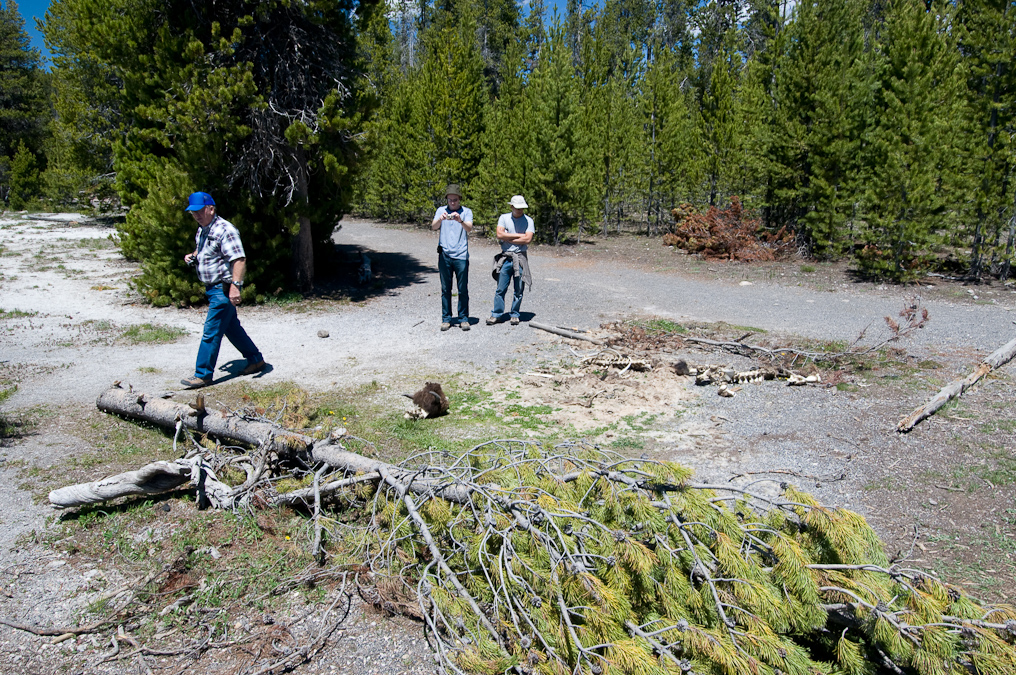 Carcass   Upper Geyser Basin, Yellowstone National Park