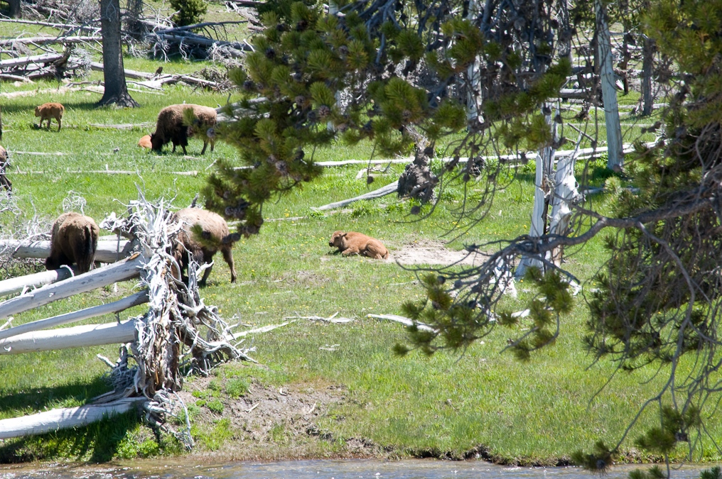 Bison Near Riverside Geyser   Upper Geyser Basin, Yellowstone National Park