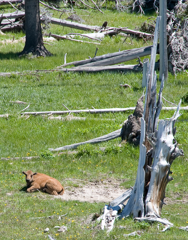 Just Relaxing Near Riverside Geyser   Upper Geyser Basin, Yellowstone National Park