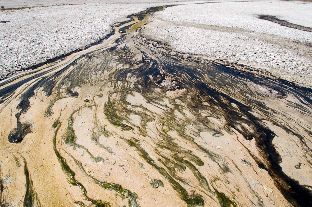 Algae in Outflow   Norris Geyser Basin, Yellowstone National Park