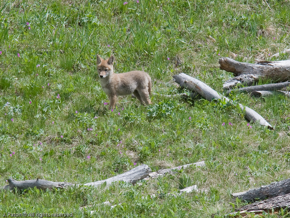 Coyote Pup   Yellowstone National Park