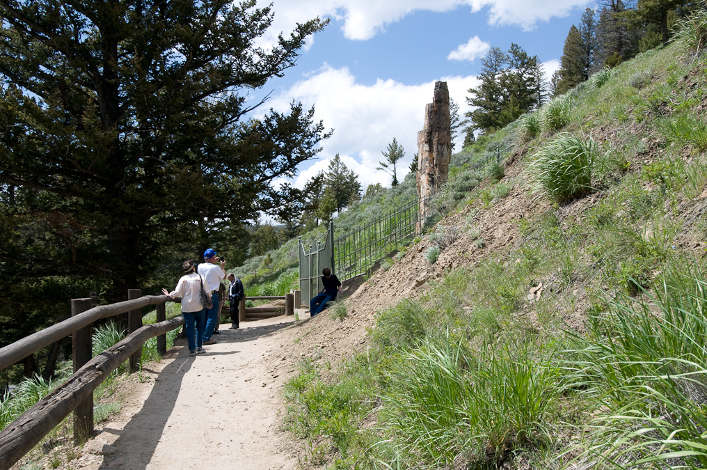 Standing Petrified Tree  