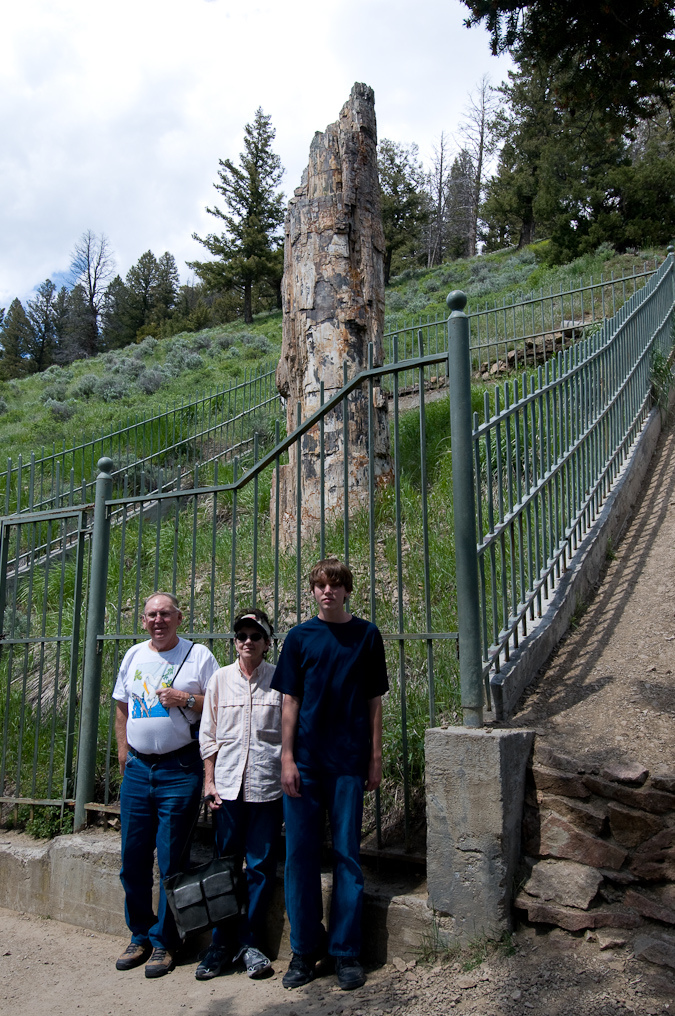 Standing Petrified Tree  