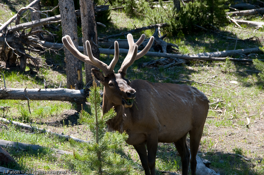 Elk   Midway Geyser Basin, Yellowstone National Park
