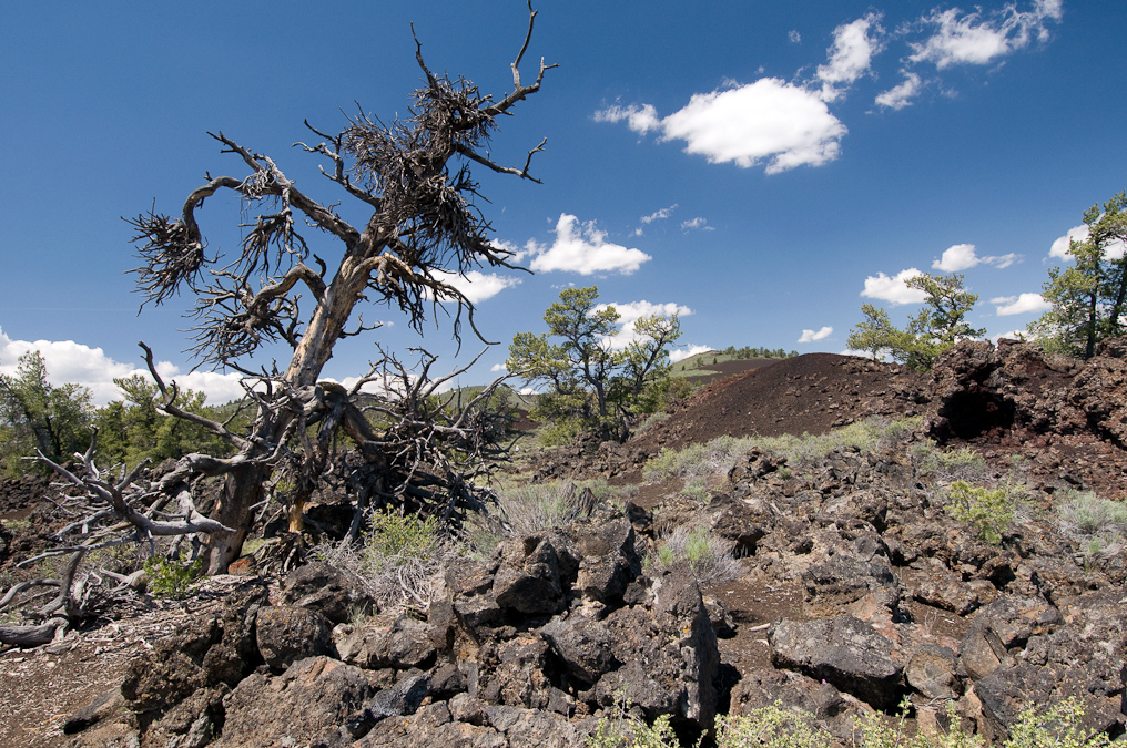 Witches' Broom on Tree at Devil's Orchard Trail   Craters of the Moon National Monument