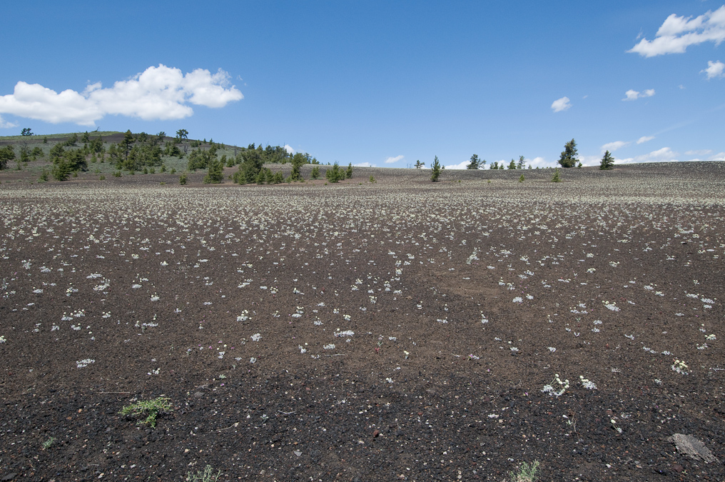 Field of Little Yellow Flowers   Craters of the Moon National Monument