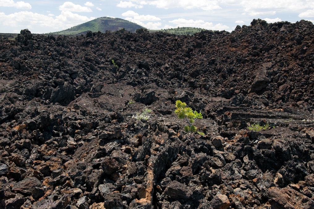 Small Tree   Craters of the Moon National Monument